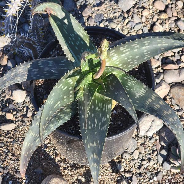 Aloe maculata 'Soap Aloe' picture