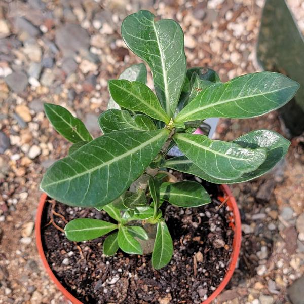 Adenium obesum 'Desert Rose' picture