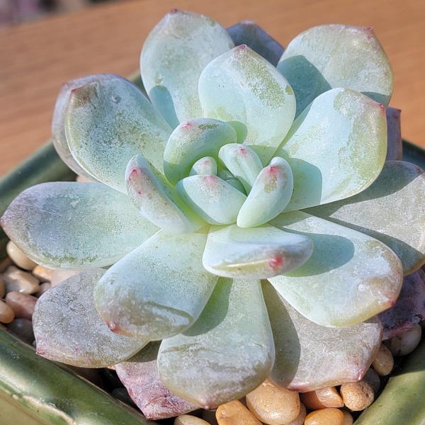 Echeveria 'Orange Monroe'