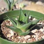 Haworthia limifolia f. variegata 'Variegated Fairy Washboard'