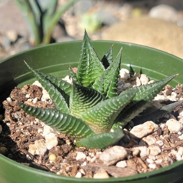 Haworthia limifolia f. variegata 'Variegated Fairy Washboard' picture