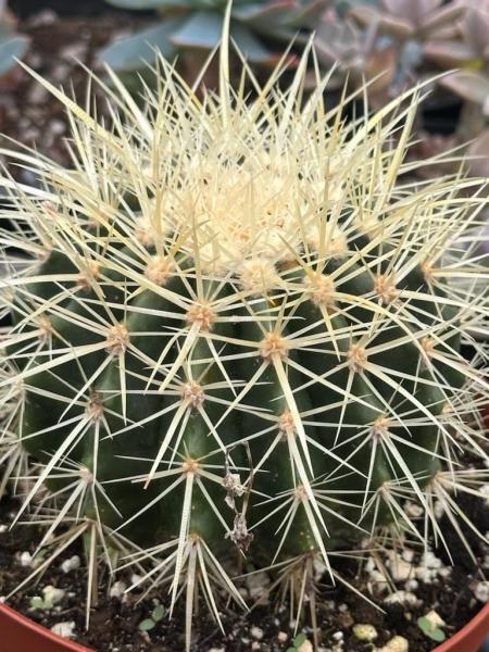 Echinocactus grusonii â€˜Golden Barrel Cactusâ€™ picture