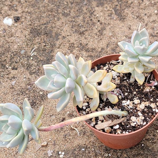 Graptopetalum Paraguayense 'Ghost Plant' picture