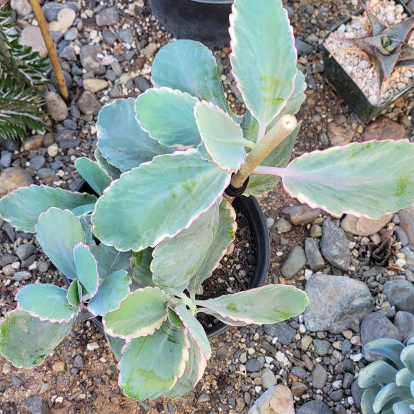 Kalanchoe fedtschenkoi 'Lavender Scallops' picture