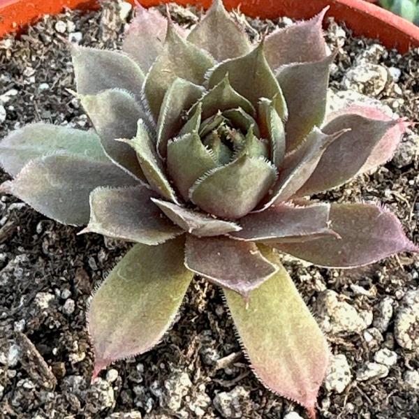 Sempervivum 'Watermelon Rind' picture