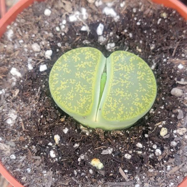 Lithops 'Stone Faces' picture