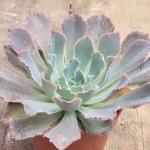 Echeveria 'Neon Breakers'