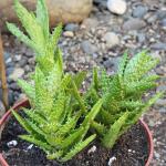 Aloe Juvenna 'Tiger Tooth Aloe'