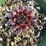 Sempervivum 'Pilatus'