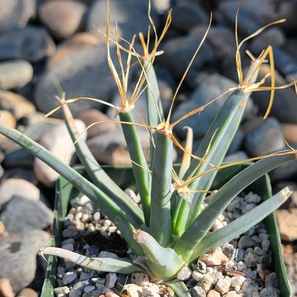 Leuchtenbergia principis 'Agave Cactus'