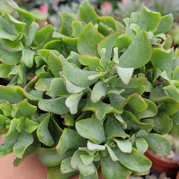 Crassula Undulatifolia 'Ripple Jade' picture