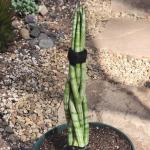 Sansevieria Cylindrica Braid