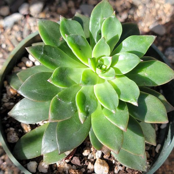 Echeveria 'Solar Flare' picture