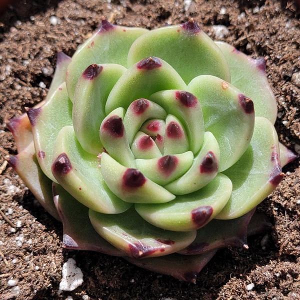 Echeveria Agavoides 'Blue Dragon' sp. picture