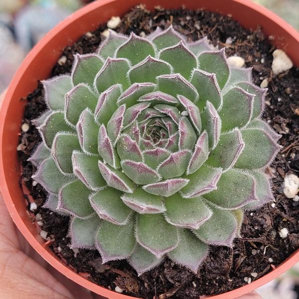 Sempervivum 'Titania' picture