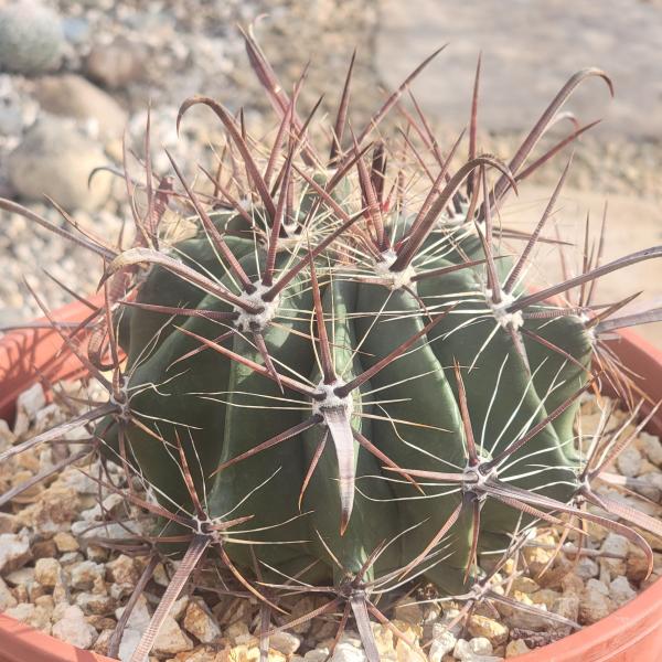 Ferocactus gracilis 'Fire Barrel Cactus' picture