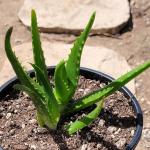 Aloe camperi