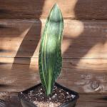 Sansevieria masoniana 'Whale fin' Variegated