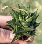 Haworthia 'Fairy Washboard'