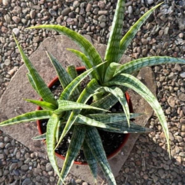 Sansevieria bacularis 'Mikado' picture