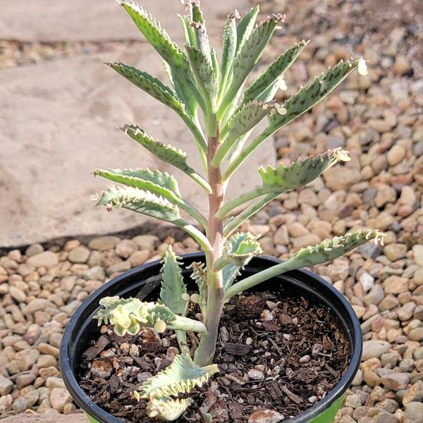 Kalanchoe 'Pink Butterflies' picture