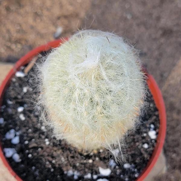 Espostoa melanostele 'Peruvian Old Lady Cactus' picture