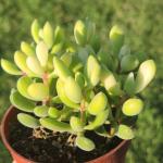 Crassula 'Rogersii'