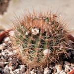 Parodia erubescens