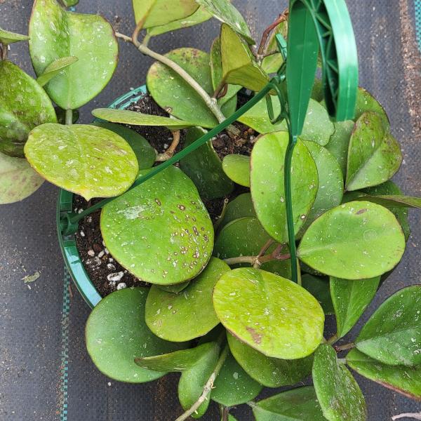 Hoya Obovata Splash