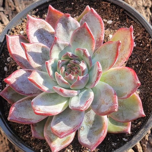 Echeveria 'Ratam'