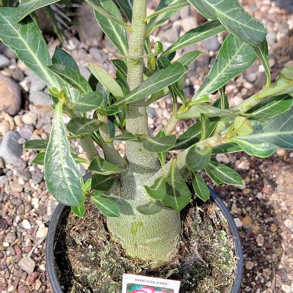 Adenium obesum 'Desert Rose' picture