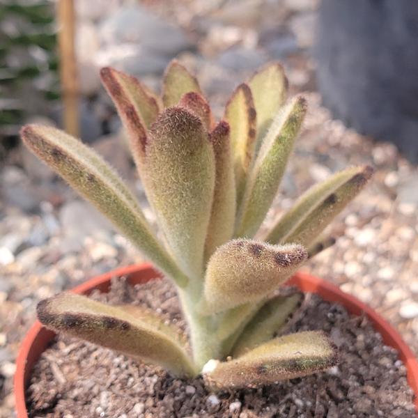 Kalanchoe tomentosa 'Chocolate Soldier' picture