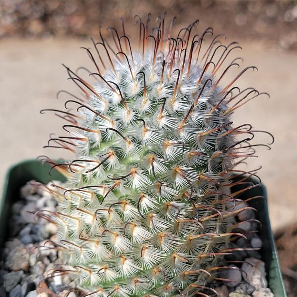 Mammillaria perezdelarosa picture