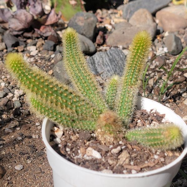 Cleistocactus winteri 'Golden Rat Tail' picture