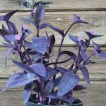 Tradescantia Pallida 'Purple Heart' Wandering Jew