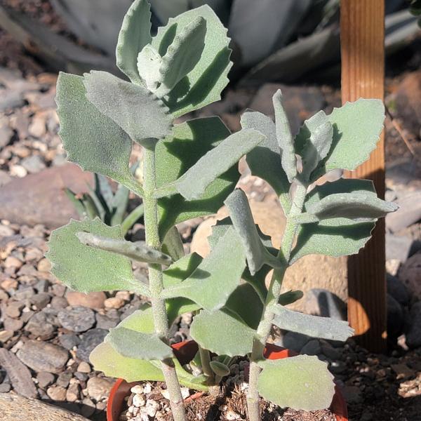 Kalanchoe millotii picture