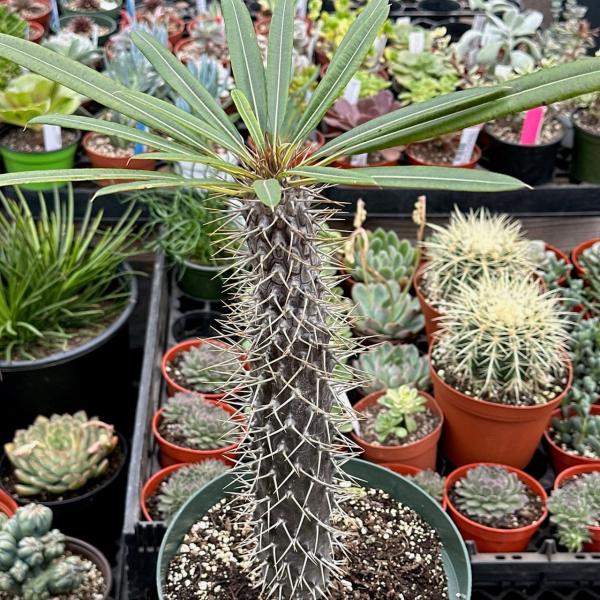 Pachypodium lamerei 'Madagascar Palm' picture