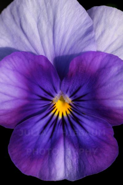 Viola Tricolor