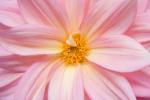 Chinerse Chrysanthemum Flower