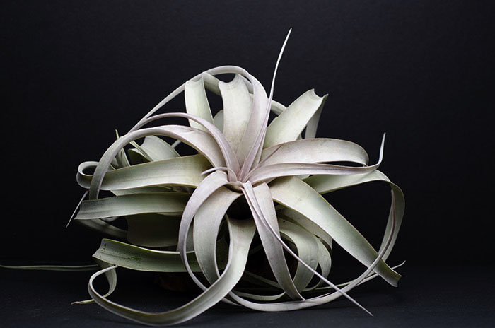 Xerographica - Large picture