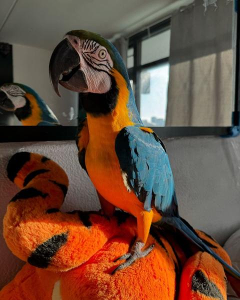 Blue-gold Macaw picture