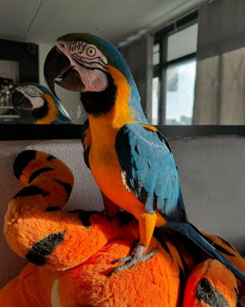 Blue-gold Macaw picture