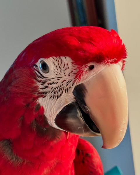 Green wing cockatoo picture