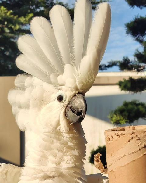 Umbrella Cockatoo