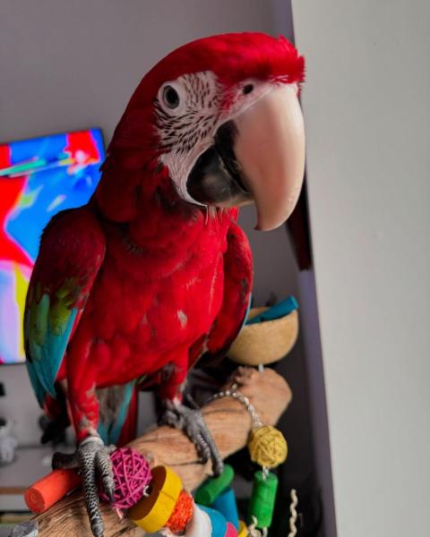 Green wing cockatoo