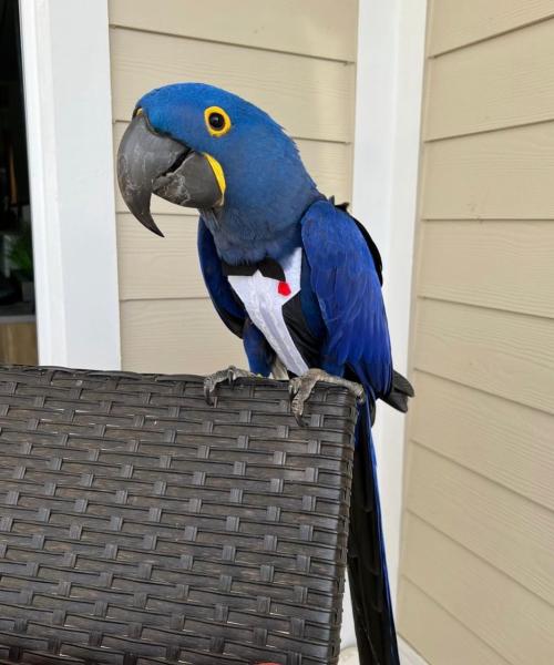 Hyacinth Macaw picture