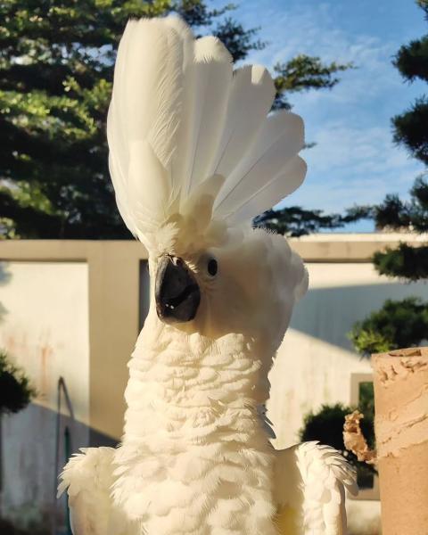 Umbrella Cockatoo picture