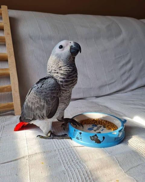 African grey parrot