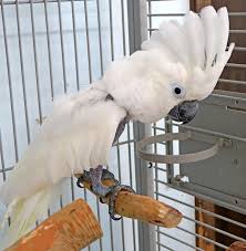 Umbrella Cockatoo picture