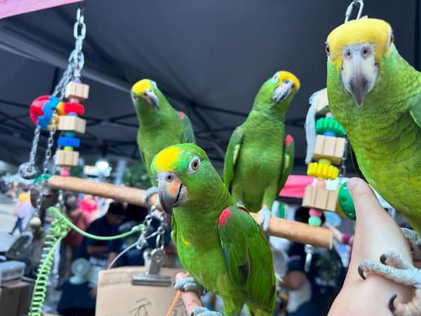 Yellow Headed Amazon Parrot picture